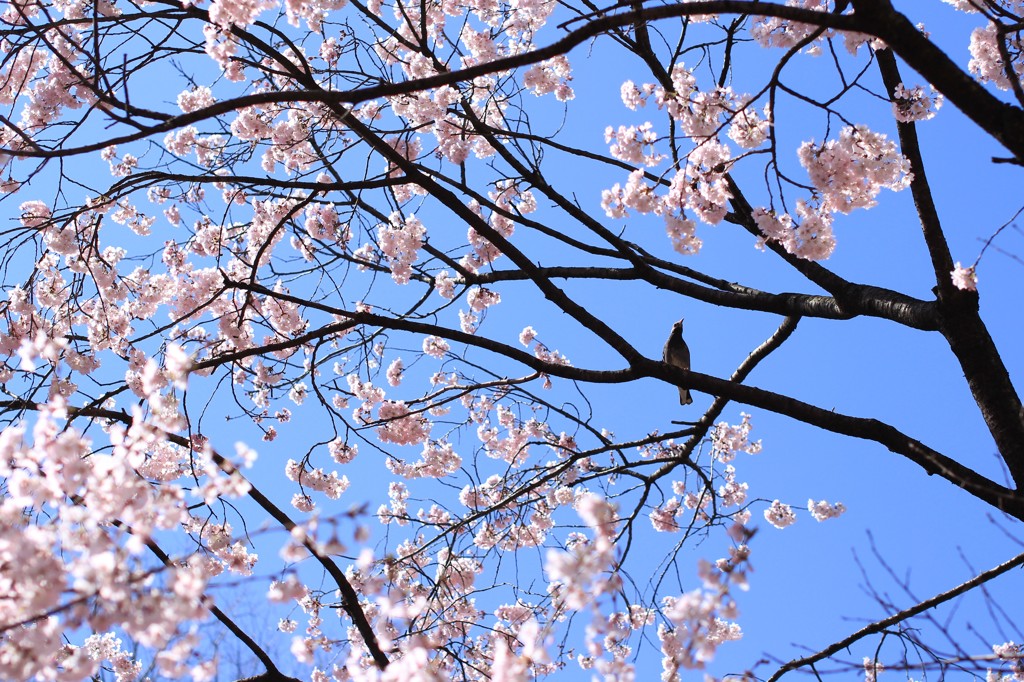 春よ