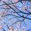 春よ
