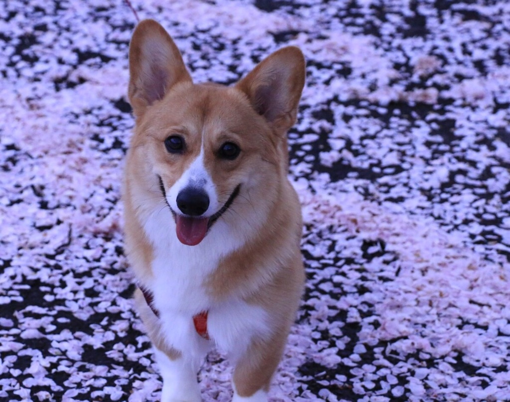 お花見