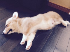 お昼寝