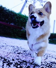 楽しいなぁ！