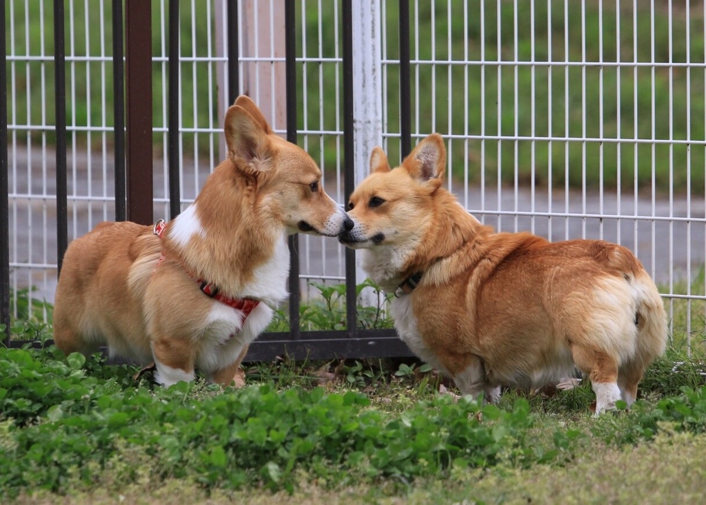 こんにちわ