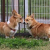 こんにちわ