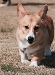 riku
