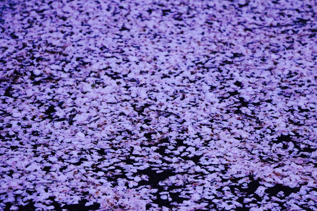 桜の絨毯