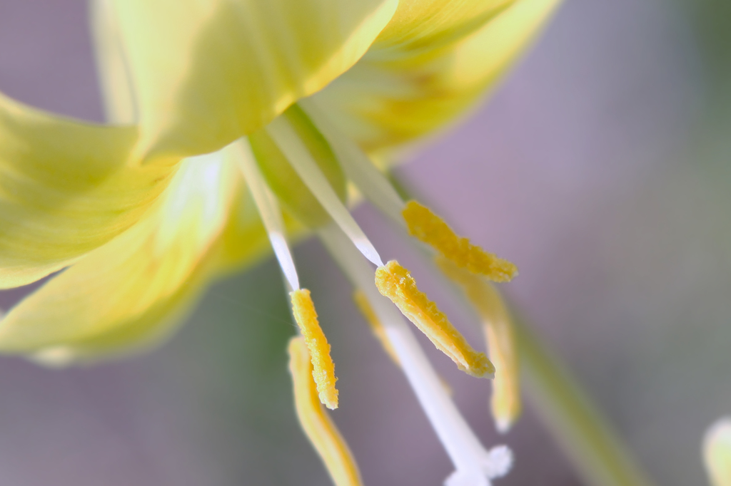 黄花カタクリ