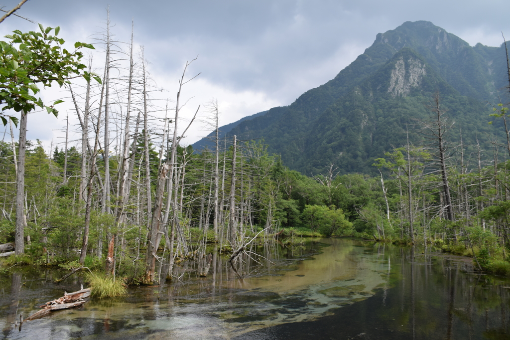 岳沢湿原