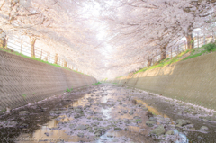 桜並木