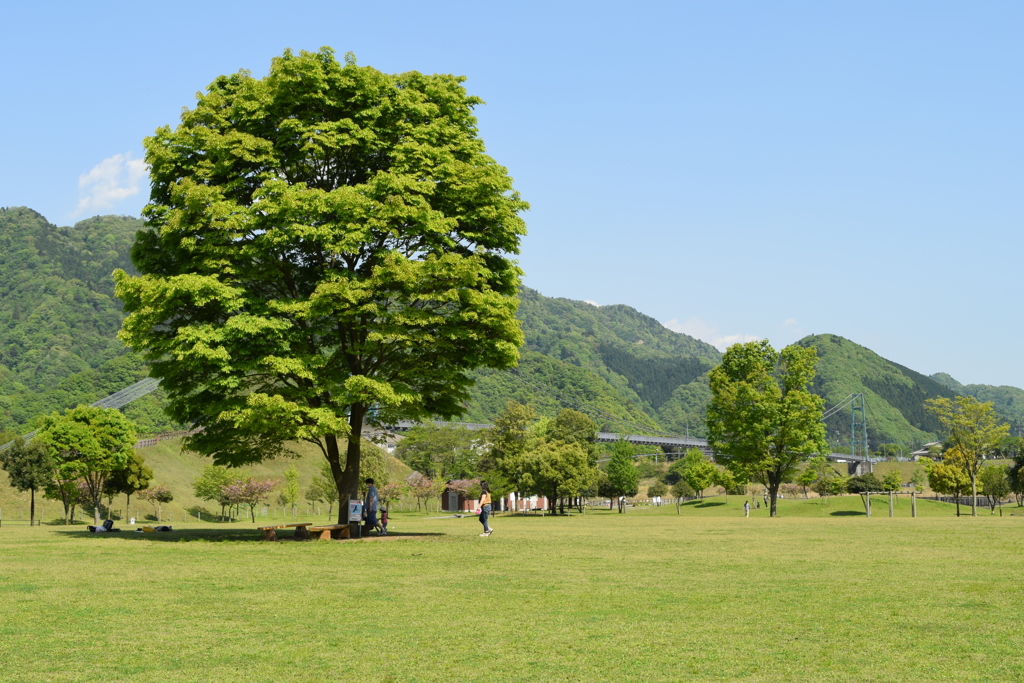 木のある風景