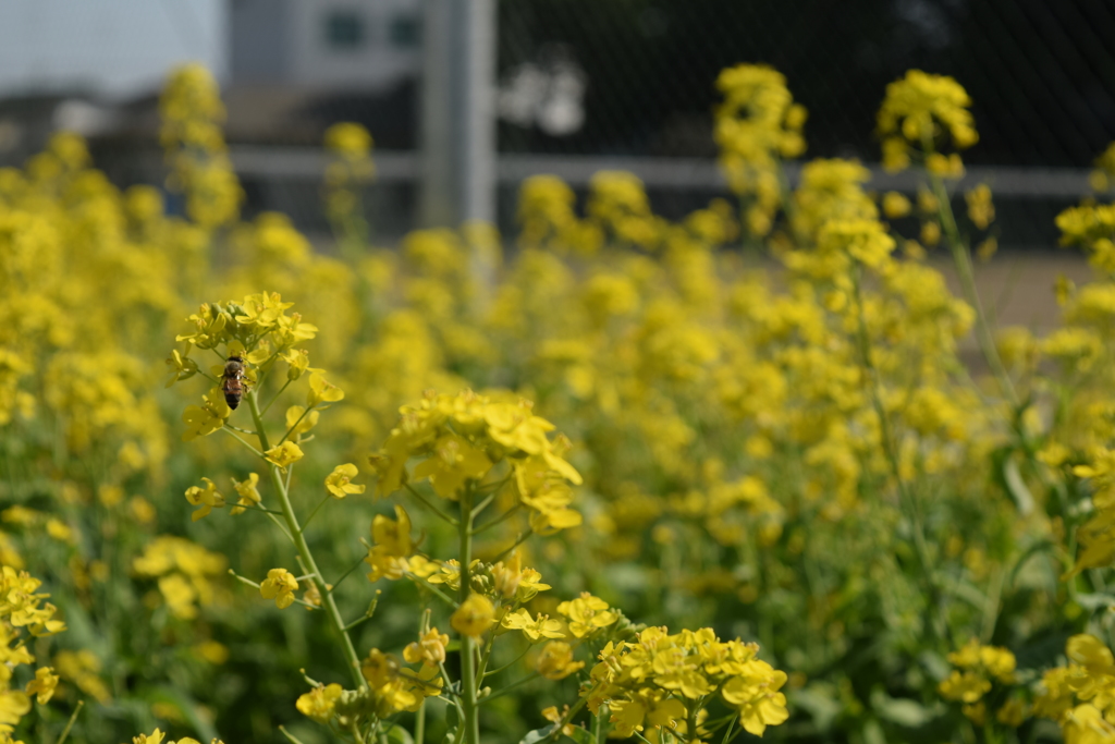 ミツバチと菜の花