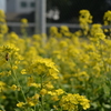 ミツバチと菜の花