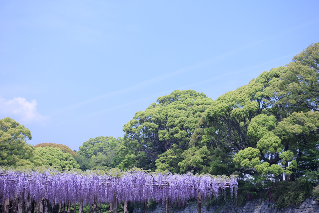 青　緑　紫