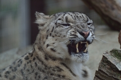 ユキヒョウ
