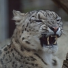 ユキヒョウ