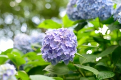 紫陽花２