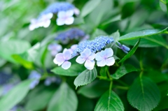 紫陽花１