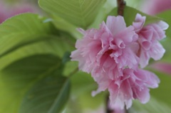 葉桜