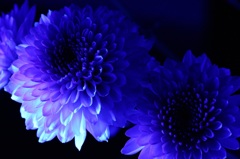 月の花