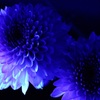 月の花