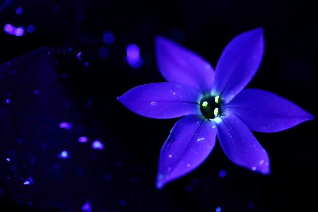 Blue flower-No.4
