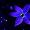 Blue flower-No.4
