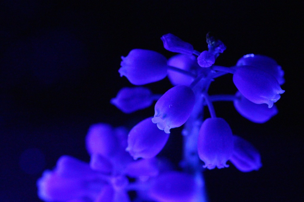 Blue flower-No.3