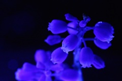 Blue flower-No.3