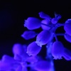 Blue flower-No.3