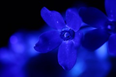 Blue flower No.2