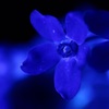 Blue flower No.2