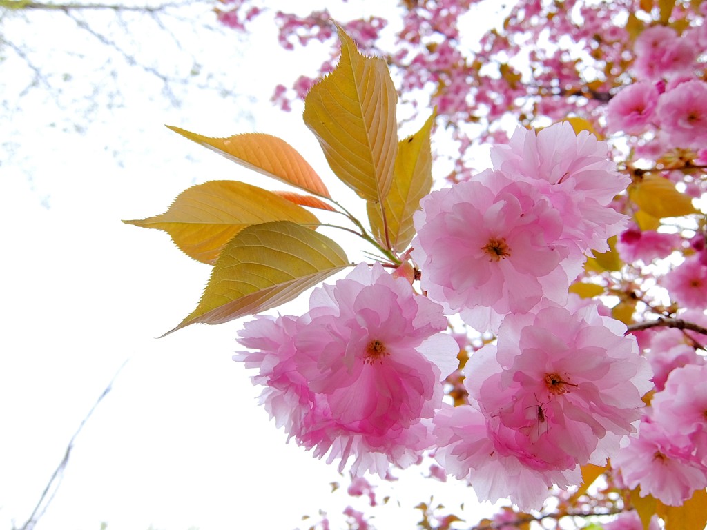 桜餅