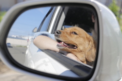 Drive with a dog