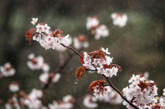 雨桜