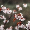 雨桜