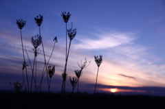 秋枯れ照らす夕陽