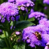 鮮やかな紫と虻か蜂か