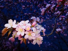 主張する夜桜