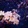 主張する夜桜