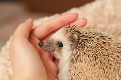 とげとげほわほわ