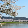 一目千本桜