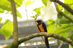 花鳥園