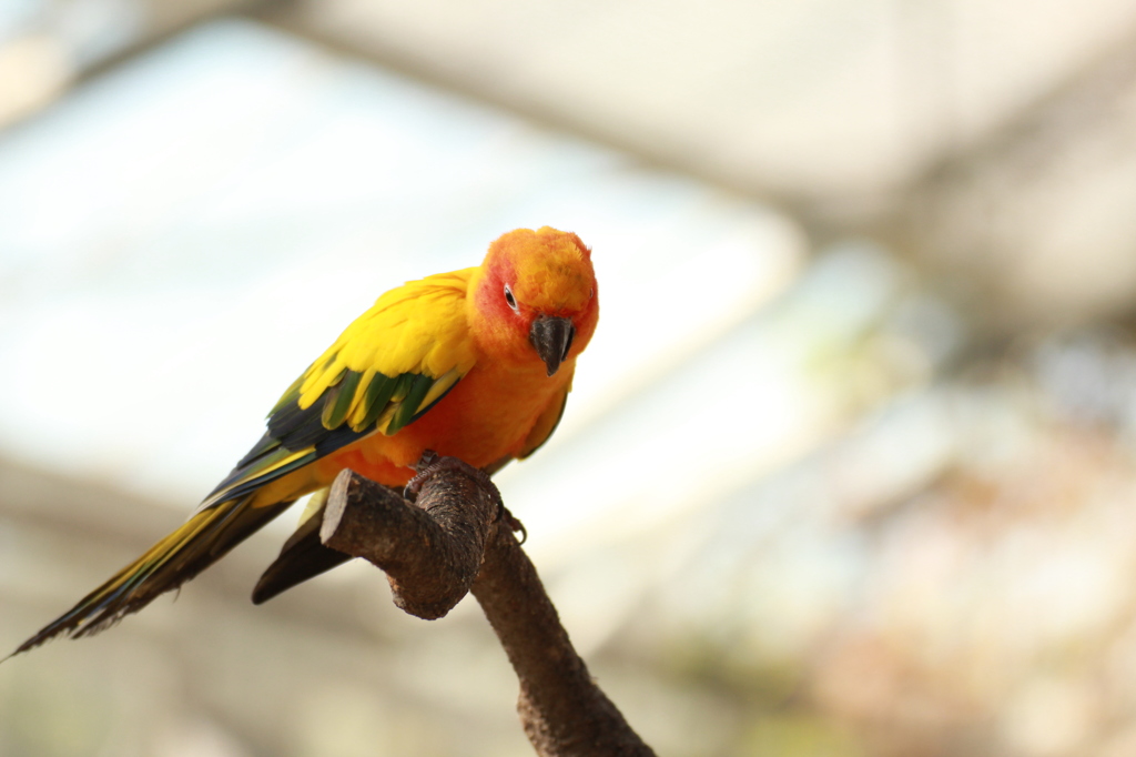 花鳥園