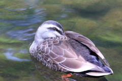 鳥