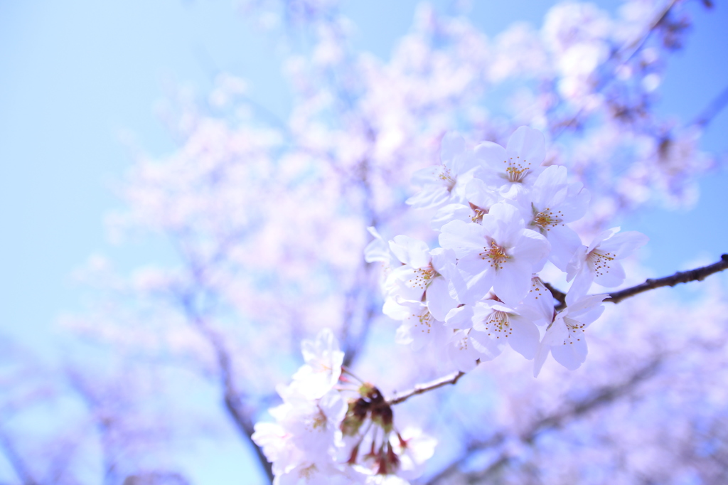 桜