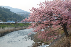 日ぐれ河津桜