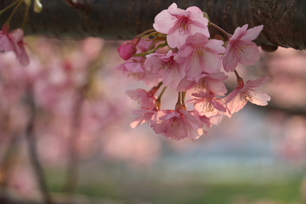 日ぐれ河津桜さん