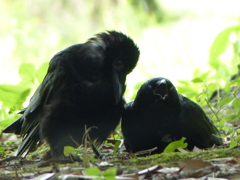 Crow x Crow