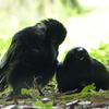 Crow x Crow
