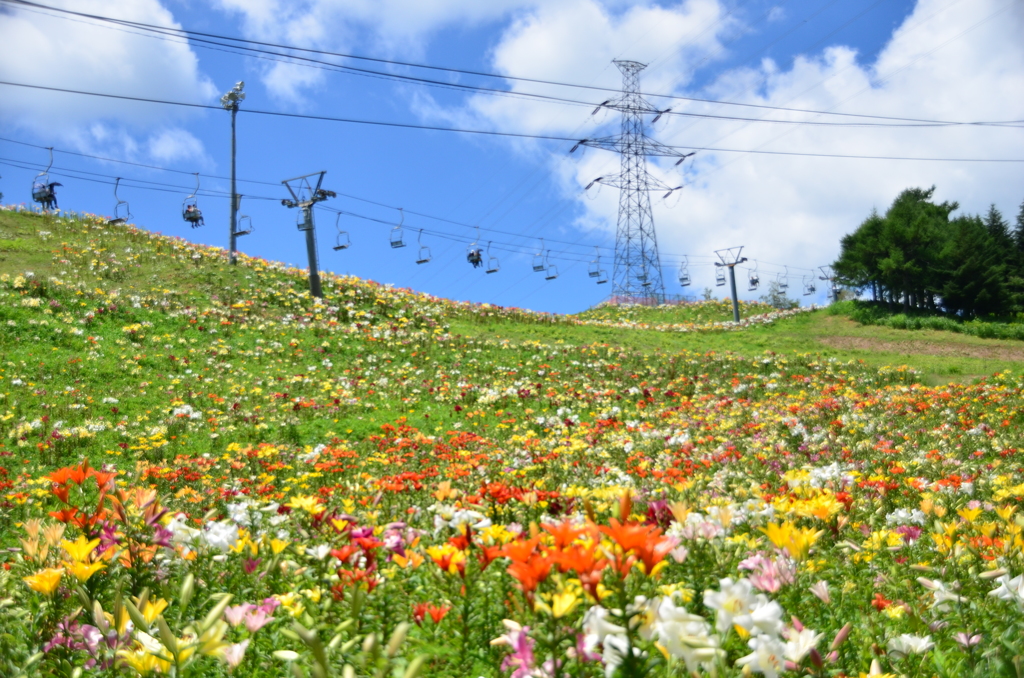 スキー場の夏　ダイナランド