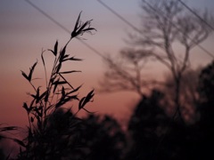 夕焼け小焼け。